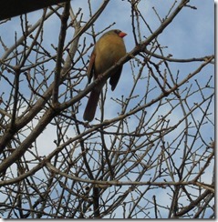 Social Logins – Convenience or Concern?